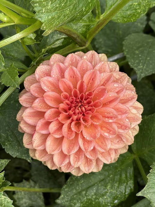 Lark's Ebbe | Dahlia Tuber