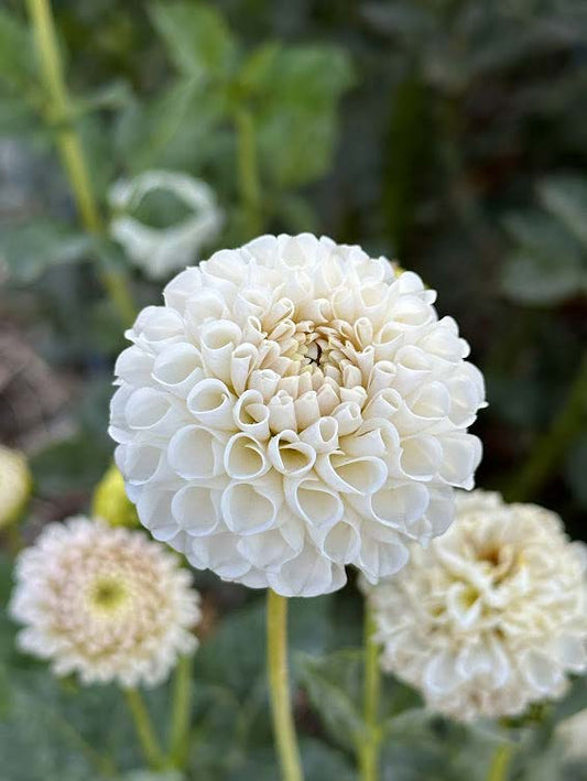 Eden Benary | Dahlia Tuber