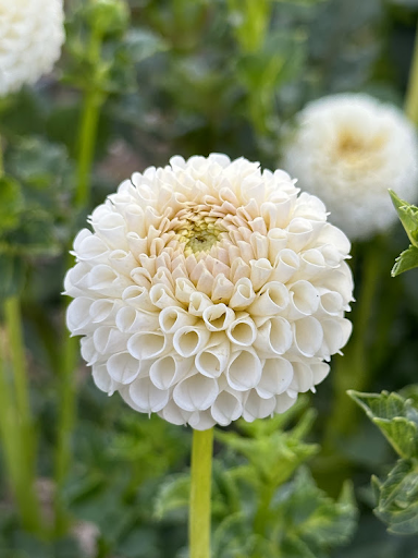 Eden Benary | Dahlia Tuber