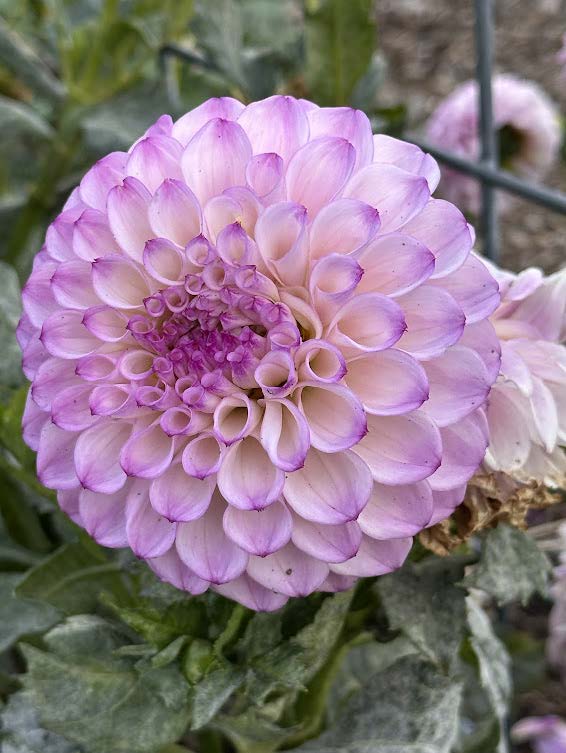 Genova | Dahlia Tuber