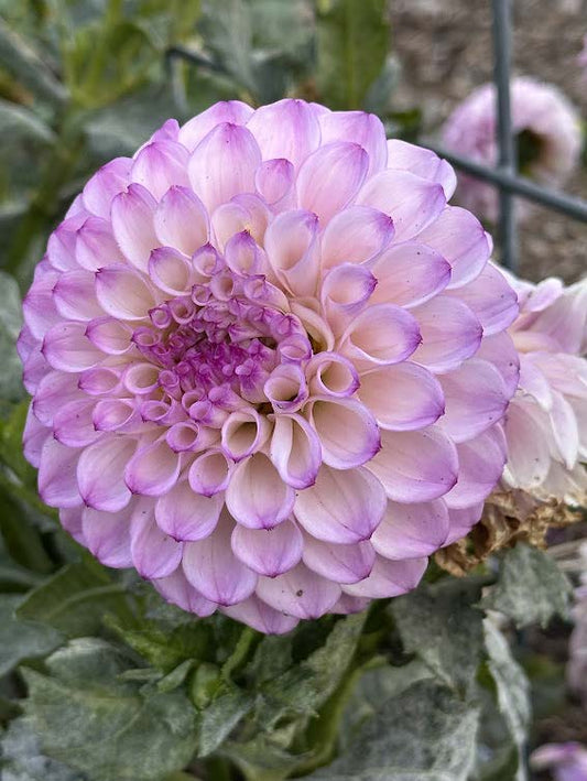 Genova | Dahlia Tuber