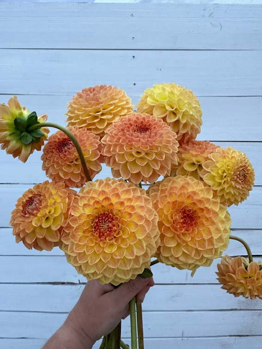 Blyton Softer Gleam | Dahlia Tuber