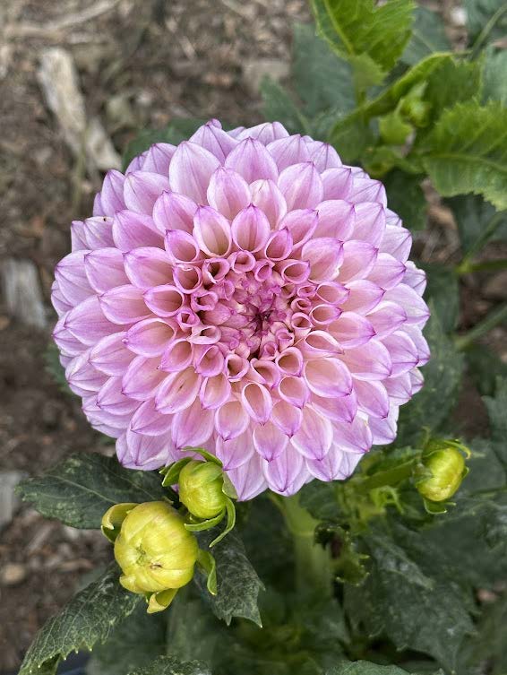 Hilltop Glo | Dahlia Tuber