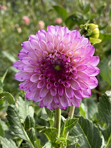 Hilltop Glo | Dahlia Tuber