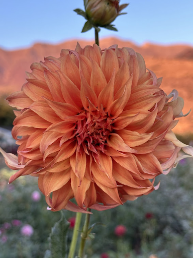 Bloomquist Jean | Dahlia Tuber