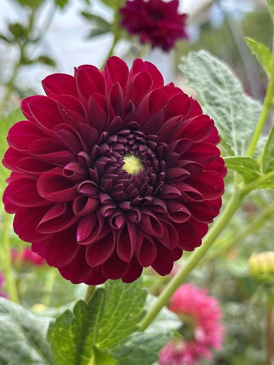 Jessie G | Dahlia Tuber