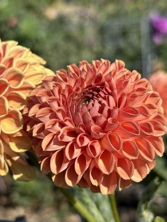 Jomanda | Dahlia Tuber
