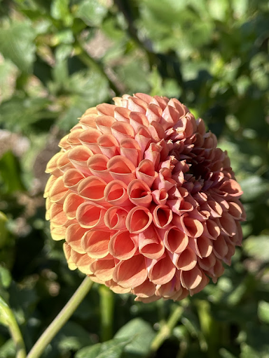 Jomanda | Dahlia Tuber