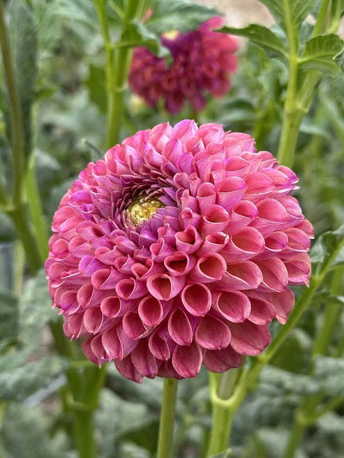 Caitlin’s Joy | Dahlia Tuber – La Finca Flower Farm