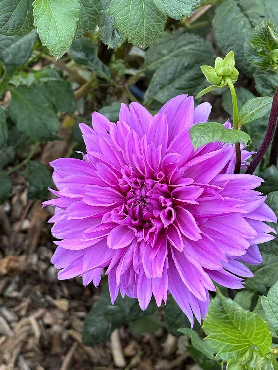 Lilac Time | Dahlia Tuber