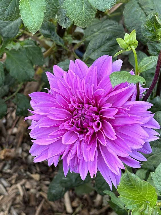 Lilac Time | Dahlia Tuber