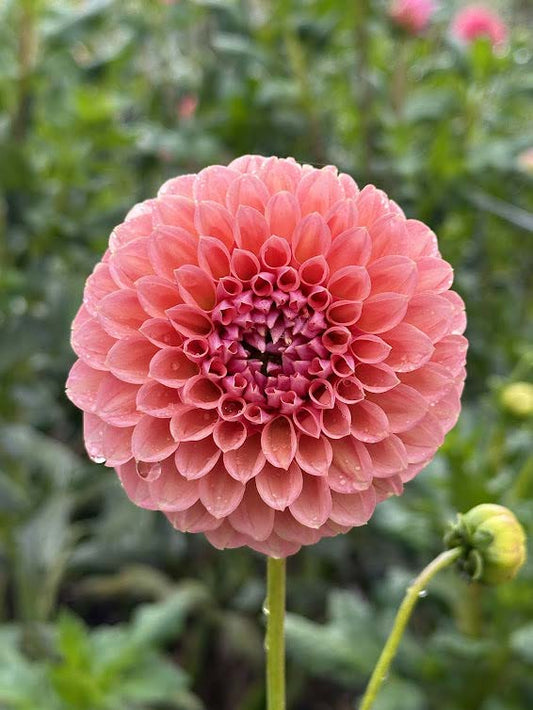 Linda's Baby | Dahlia Tuber