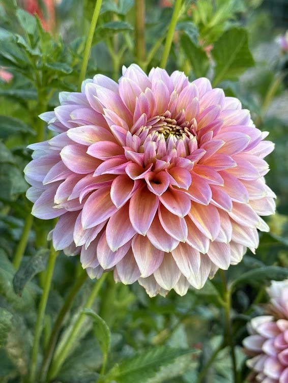 Bloomquist Mojo | Dahlia Tuber