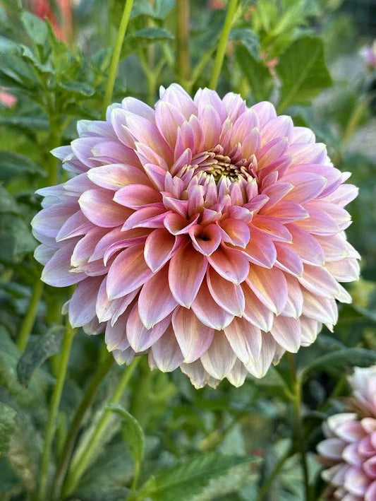 Bloomquist Mojo | Dahlia Tuber