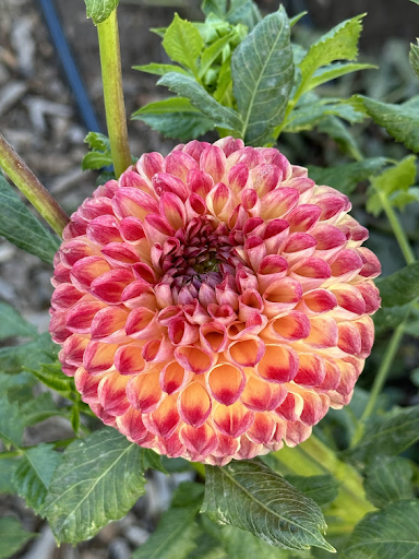 Camano Mordor | Dahlia Tuber