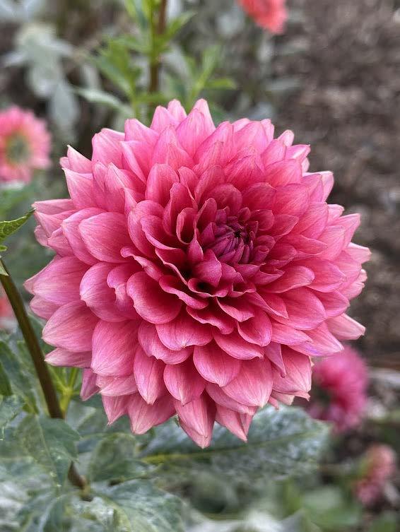 Mystique | Dahlia Tuber – La Finca Flower Farm