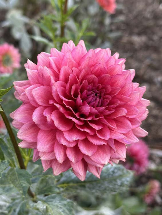 Mystique | Dahlia Tuber