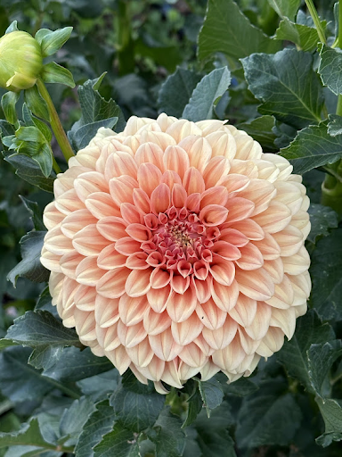 Bracken Palomino | Dahlia Tuber