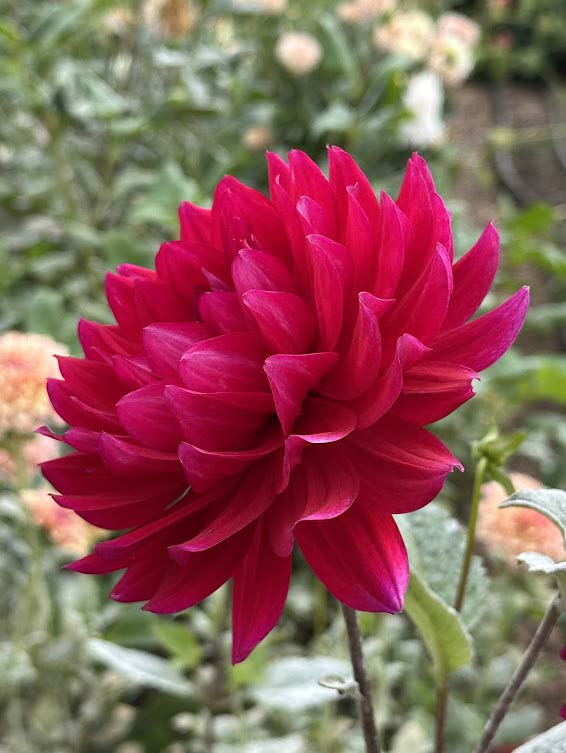 Hollyhill Pandora | Dahlia Tuber