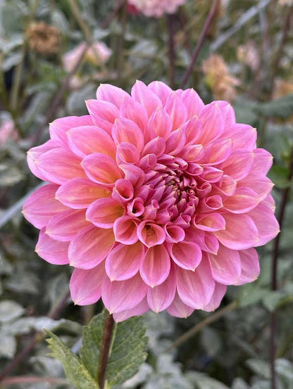 Cameo Peach | Dahlia Tuber