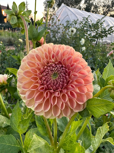 Clearview Peachy | Dahlia Tuber