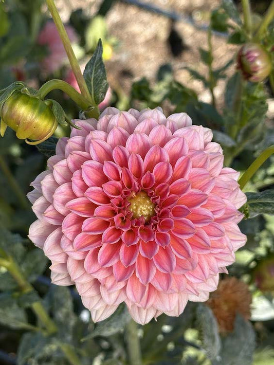 Pink Runner | Dahlia Tuber