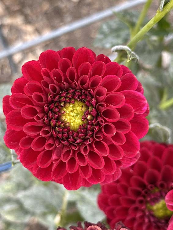 Red Fox | Dahlia Tuber