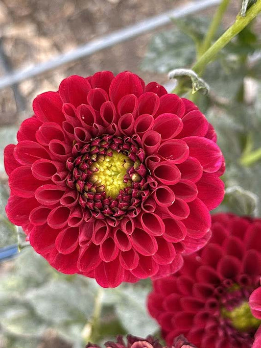 Red Fox | Dahlia Tuber