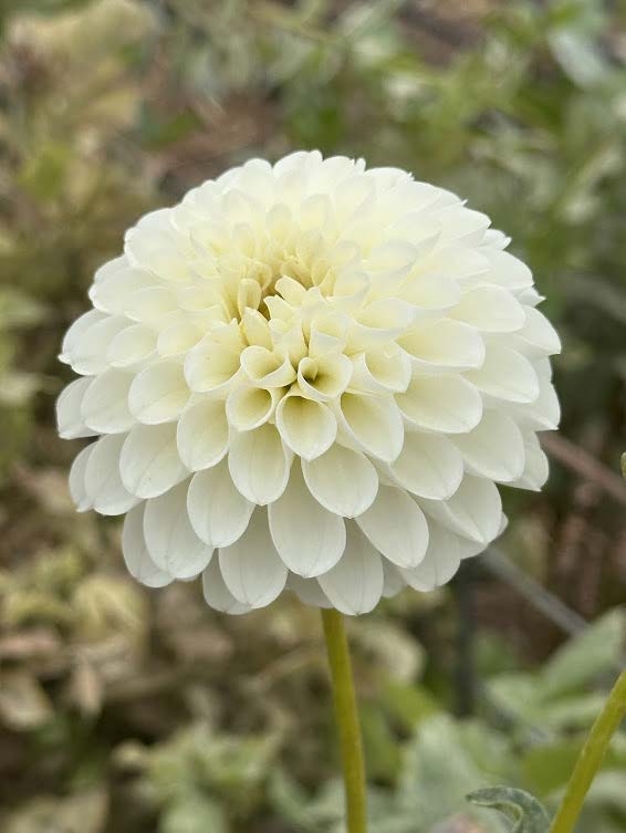 RJR | Dahlia Tuber