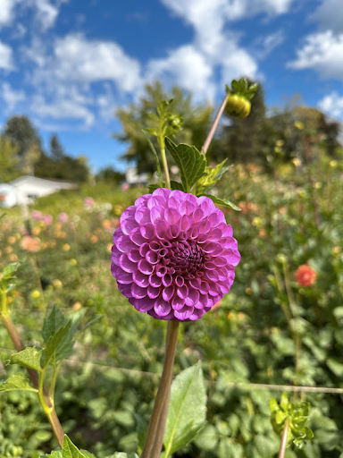 Robann Royal | Dahlia Tuber