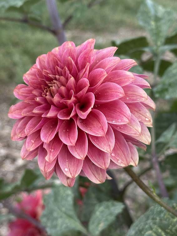 KA’s® Rosie Jo | Dahlia Tuber