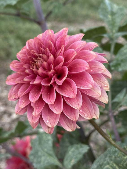 KA’s® Rosie Jo | Dahlia Tuber