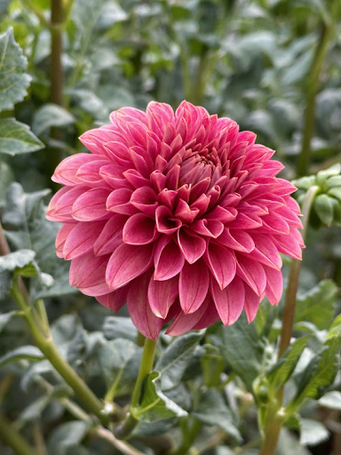 KA’s® Rosie Jo | Dahlia Tuber