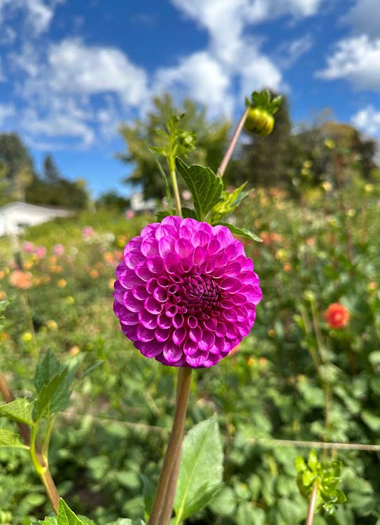Robann Royal | Dahlia Tuber