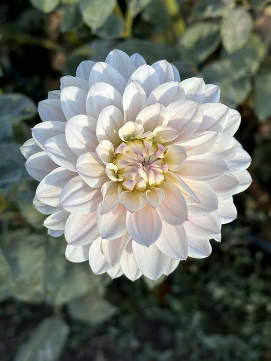 Silver Years | Dahlia Tuber