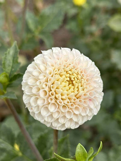 Small World | Dahlia Tuber