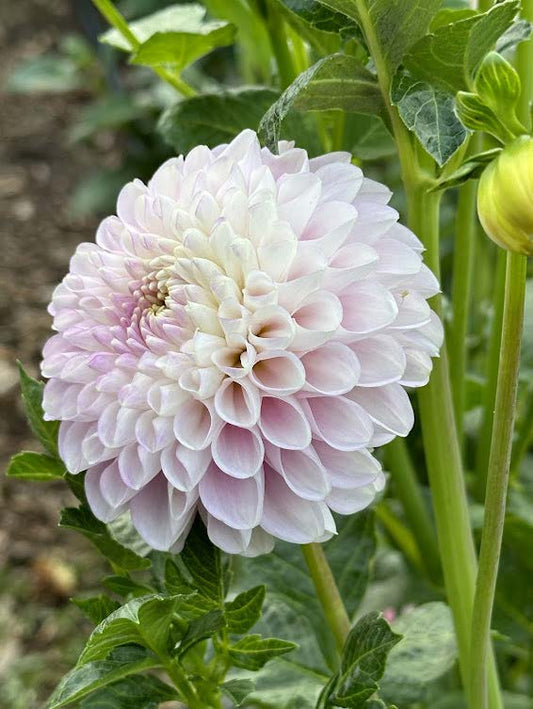 Snoho Sonia | Dahlia Tuber