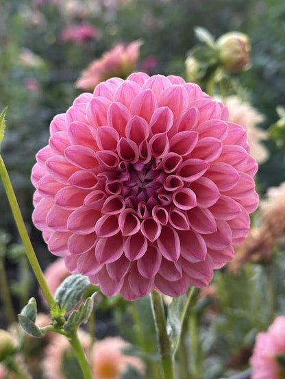 Dikara Superb | Dahlia Tuber