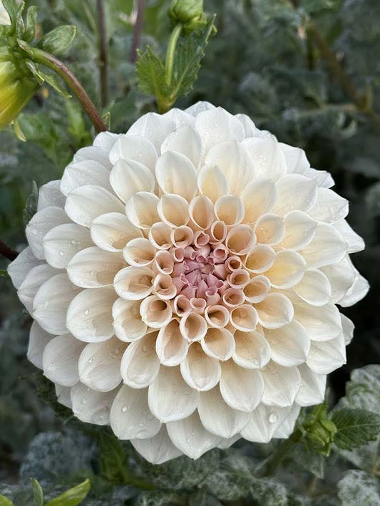 Sweet Nathalie | Dahlia Tuber