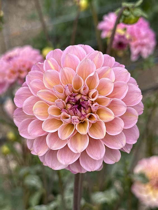 Wine Eyed Jill | Dahlia Tuber