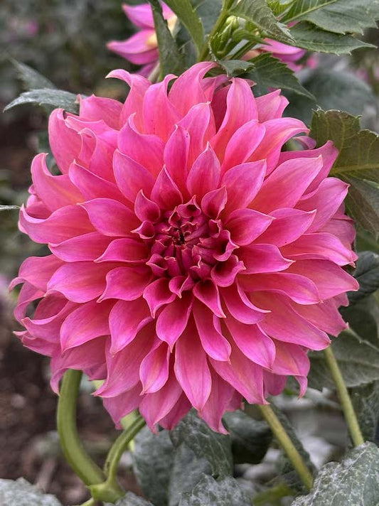 Wyoming Wedding | Dahlia Tuber