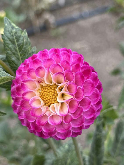 Bloomquist Yea | Dahlia Tuber