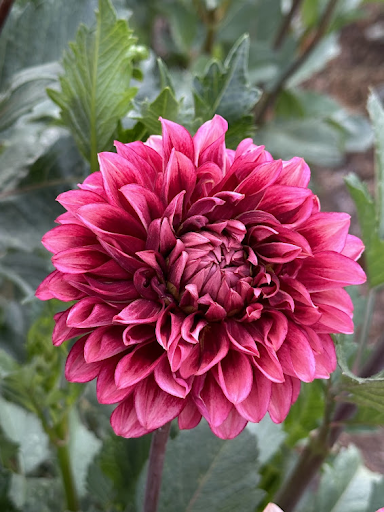 Bloomquist York | Dahlia Tuber