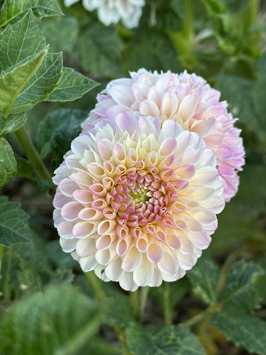Camano Zoe | Dahlia Tuber